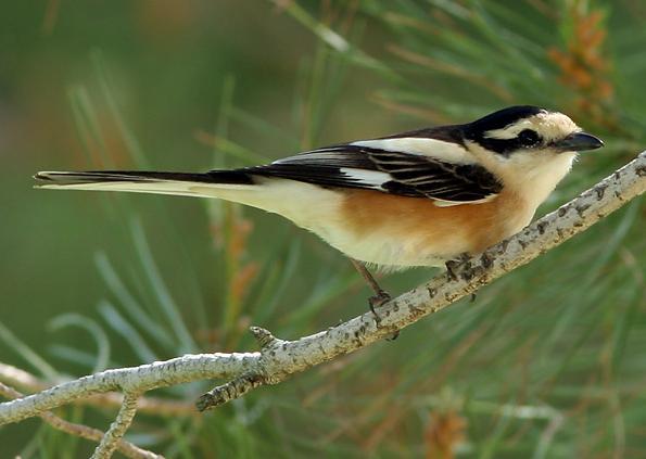 �ư߲��͵�ͼƬ