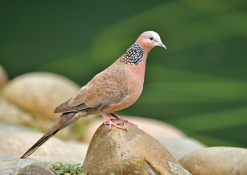 珠颈斑鸠 珠颈斑鸠的图片