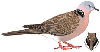 �龱��汎��̬����ͼ