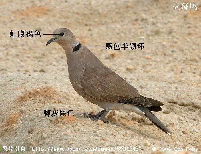 ���汎��ɫ���컷���ŻҺ�ɫ����Ĥ��ɫ