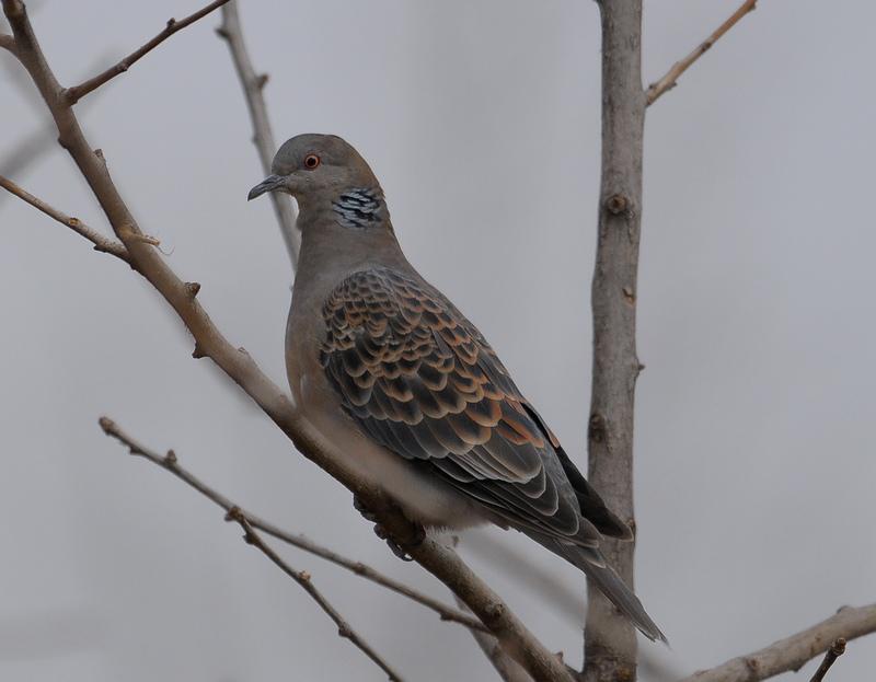 ɽ��汎�ڰ�б�������ľ��ࣻ��Ƭ״����