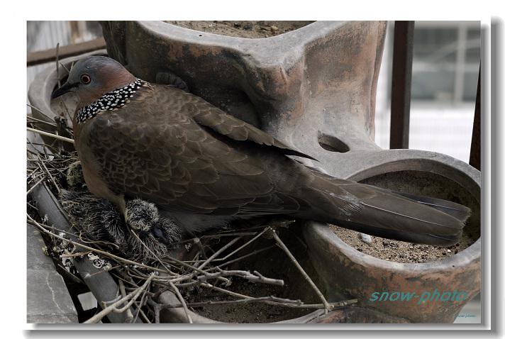 �龱��𣚣����