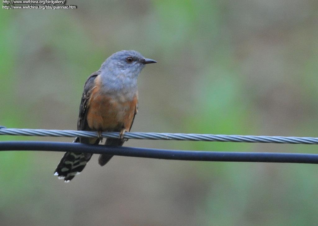 �����ž��ͼƬ