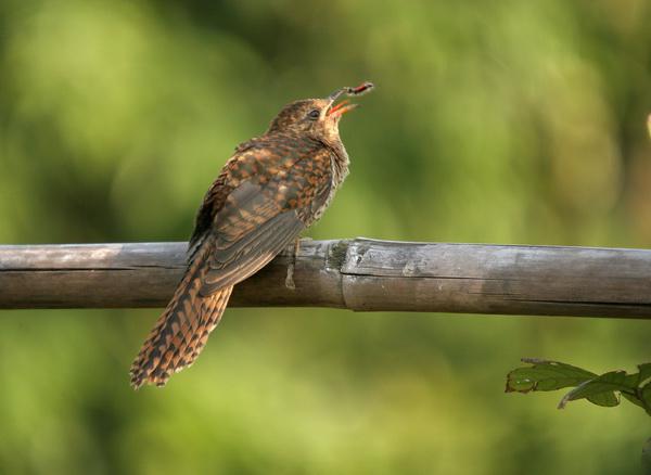 �����ž飺�ǳ���