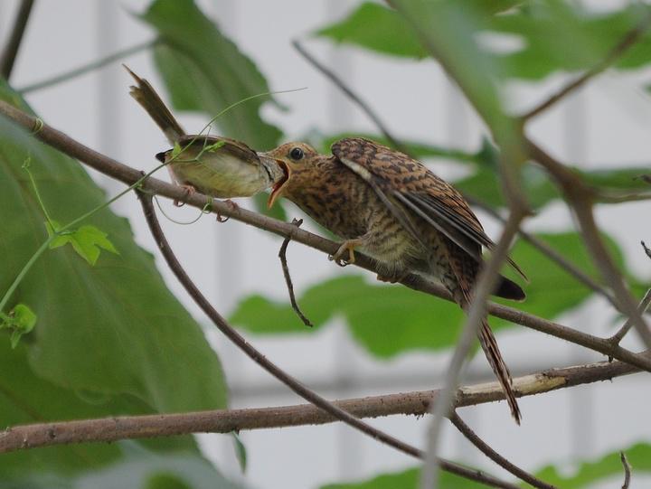 �����ž�����ڳ�β��Ҷݺ