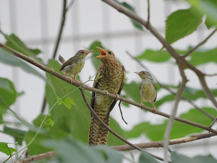 �����ž�����ڳ�β��Ҷݺ