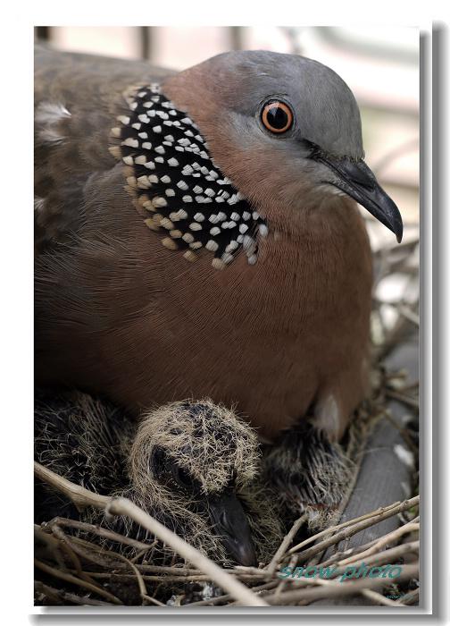 �龱��𣚣����