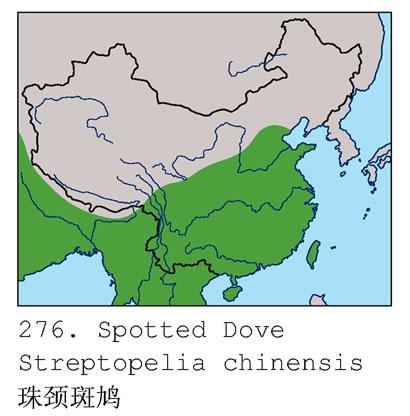 �龱��汎�����ֲ�ͼ