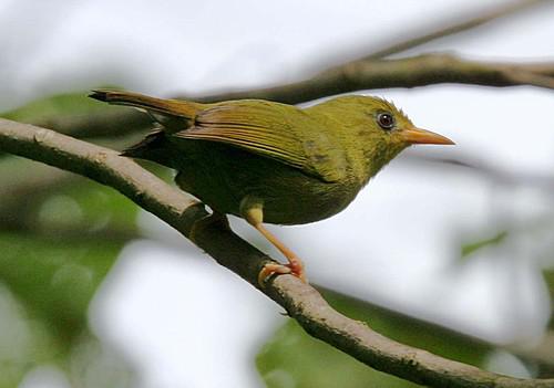 冠绣眼鸟 冠绣眼鸟的图片