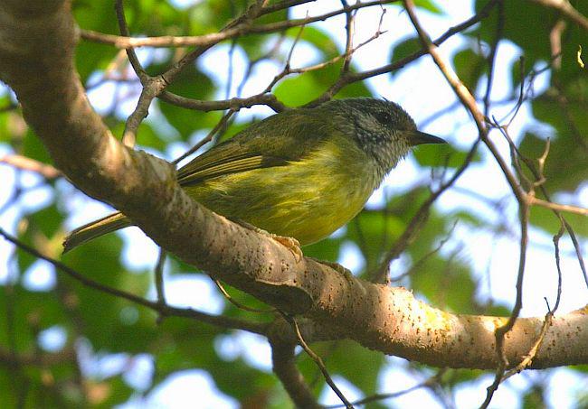 纹头冠绣眼鸟 纹头冠绣眼鸟的图片