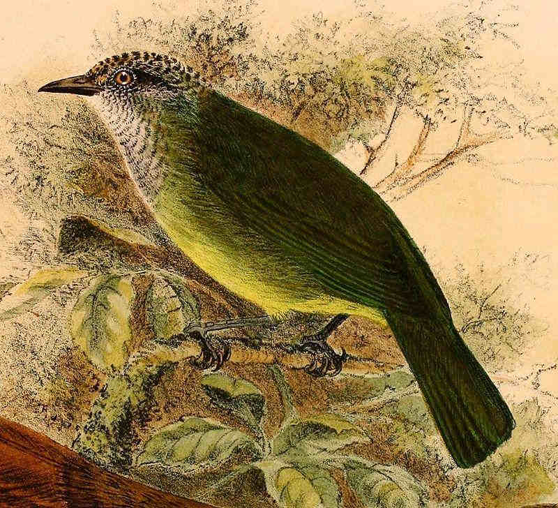 ��ͷ��������