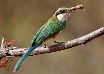 �仢�ƣ�������仢