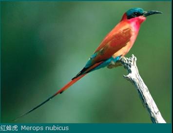 �仢�ƣ���仢