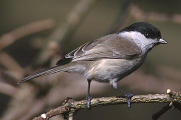 褐头山雀 褐头山雀的图片