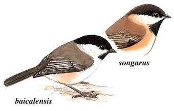 ��ͷɽȸ����̬����ͼ