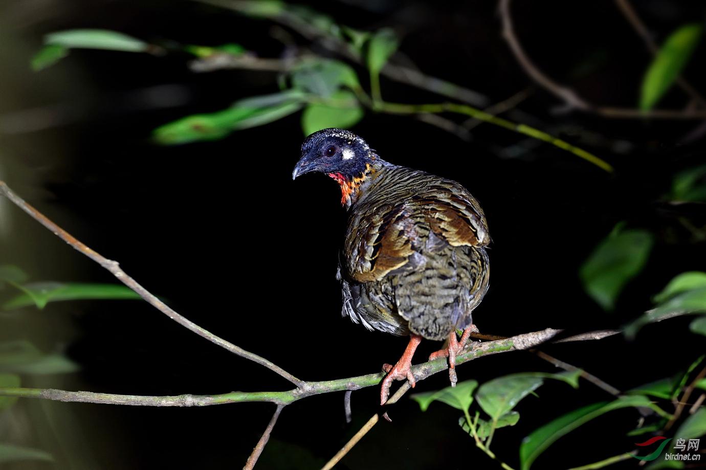 ����ɽ����ͼƬ