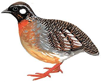 ����ɽ��𳣺��̬����ͼ