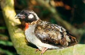 ����ɽ���