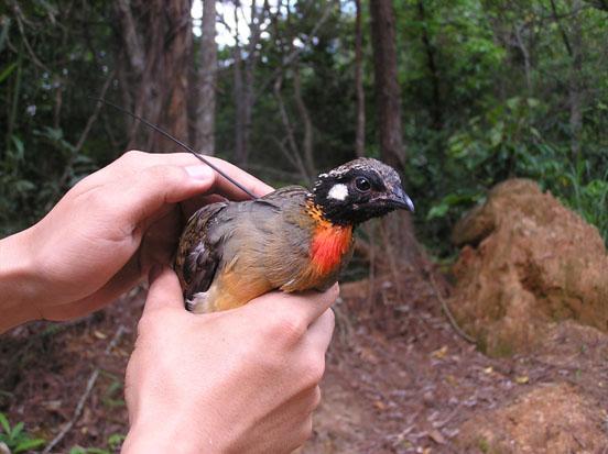 ����ɽ���