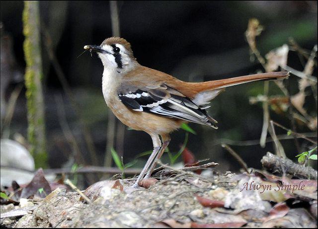 ��ü޴��ͼƬ