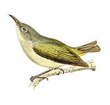 ë����˹������