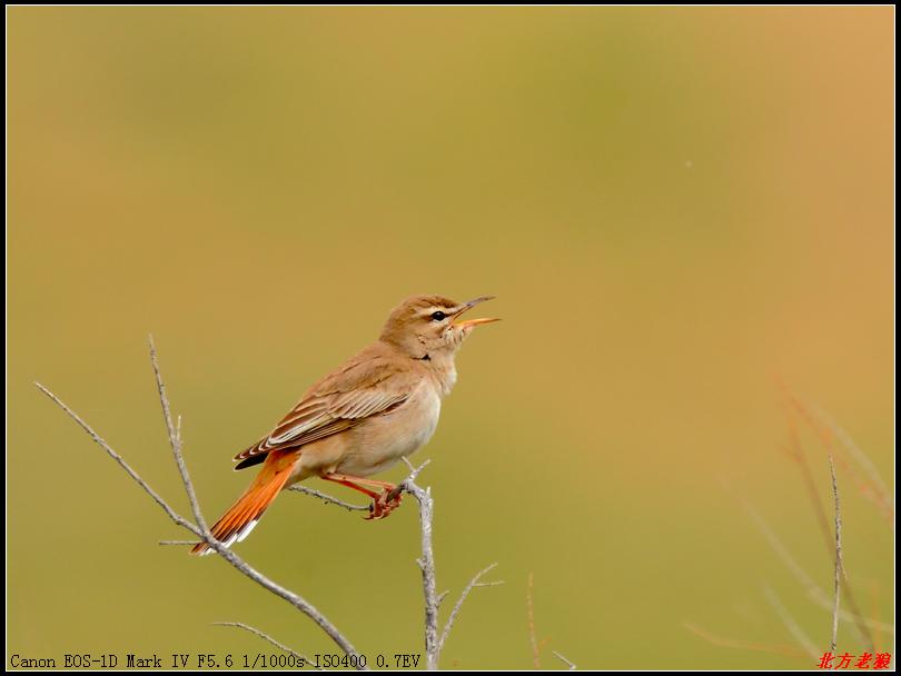 ��޴𶣬��Ӱ�������ǣ�2011��5�£��½�������ɳ��