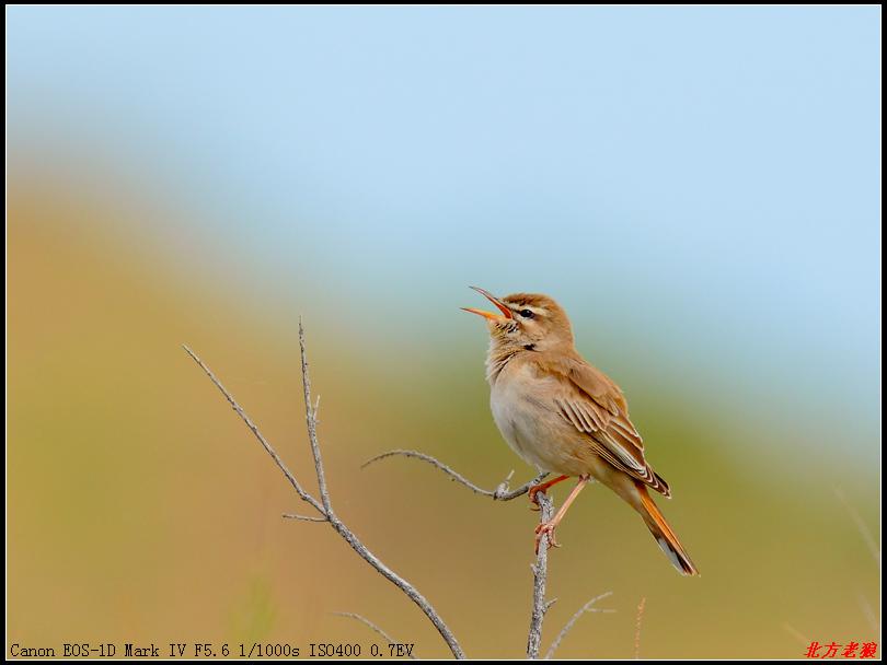 ��޴𶣬��Ӱ�������ǣ�2011��5�£��½�������ɳ��