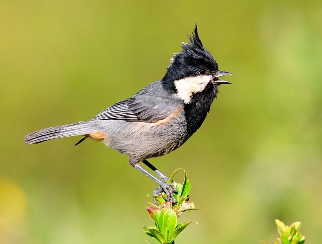 �ڹ�ɽȸ��ͼƬ