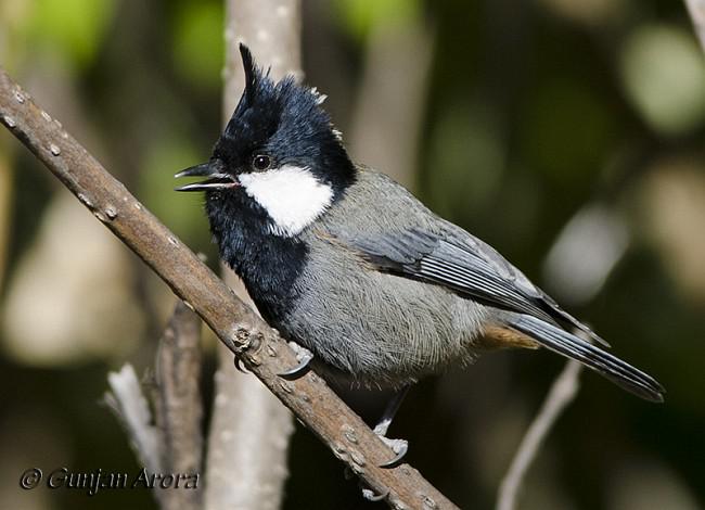 ����ɽȸ����ɫ�ض������