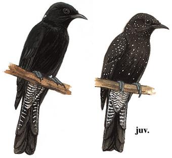 �ھ飺��̬����ͼ