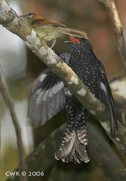 �������ؾ�������ι��һֻ�ھ�����