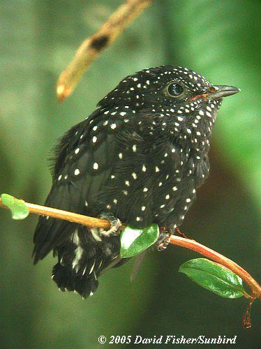 �ھ飺����