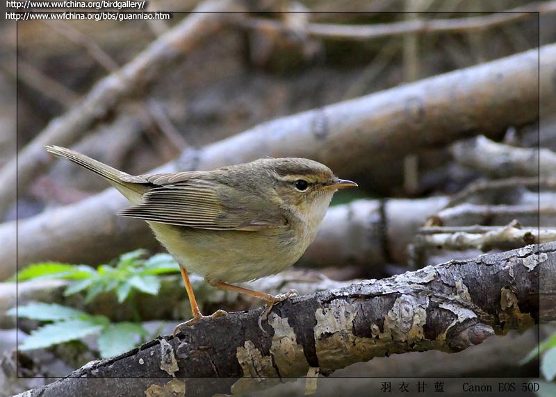 ��ü��ݺ��ͼƬ