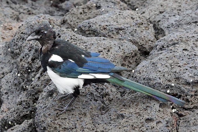 ϲȵ���ǳ���