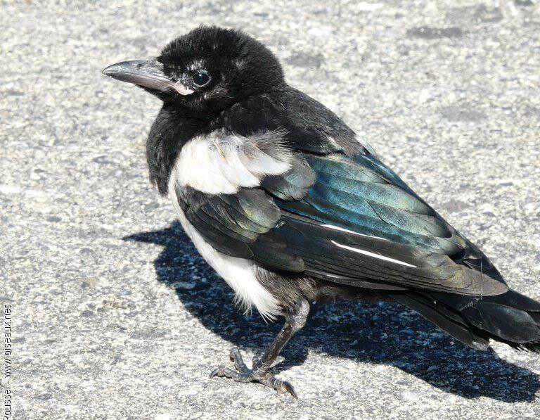 ϲȵ������