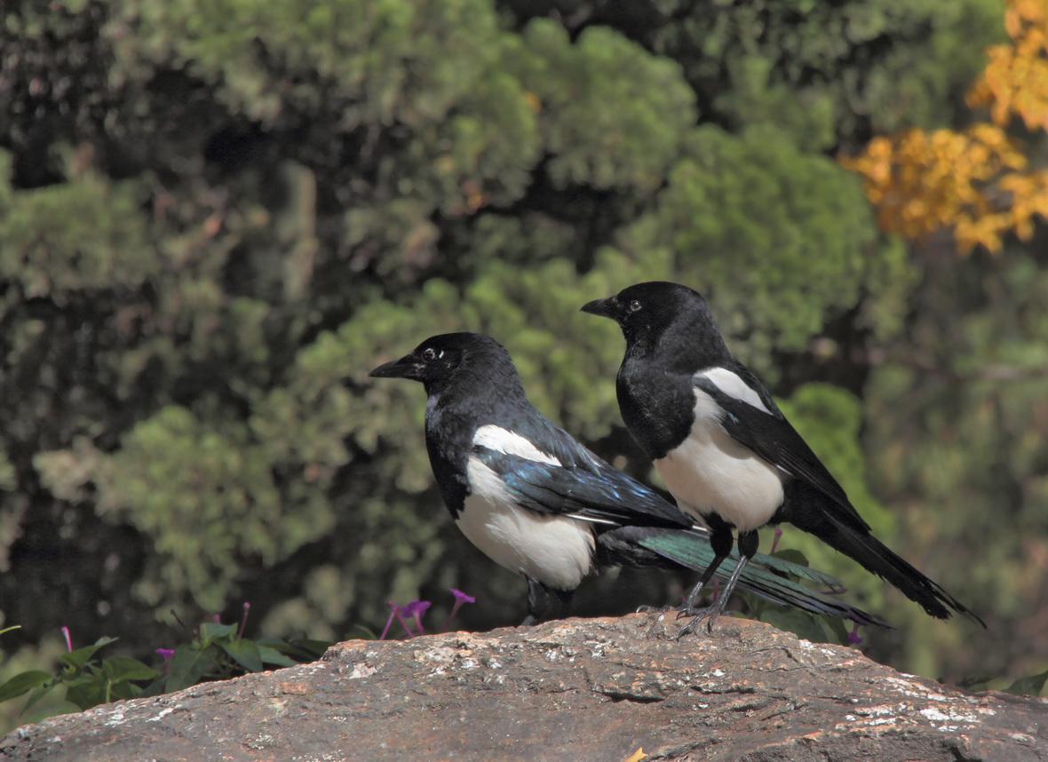 ϲȵ�����ͺܴ���ܴ֡���Ӱ��һ����ͣ��