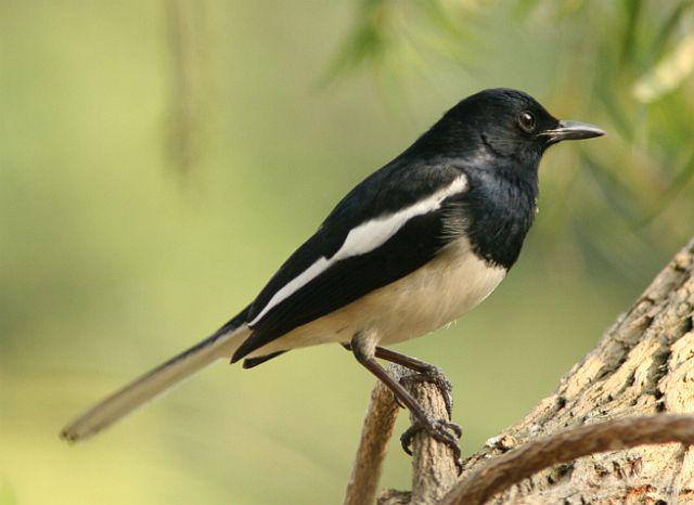 ȵ��������ͱ�ϲȵС�ܶ࣬ϲ����β��