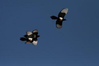 ϲȵ����Ӱ��������