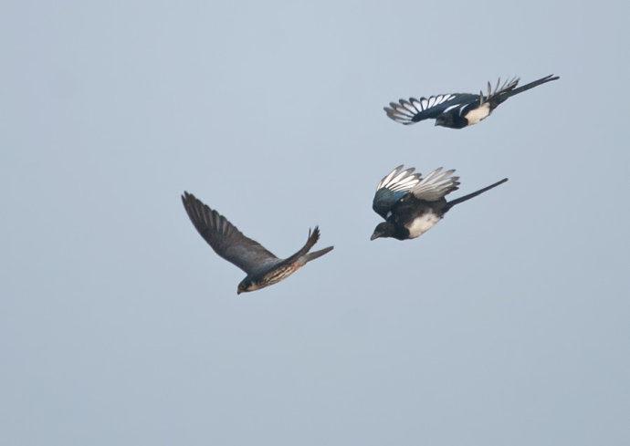 ϲȵ�������������߳���