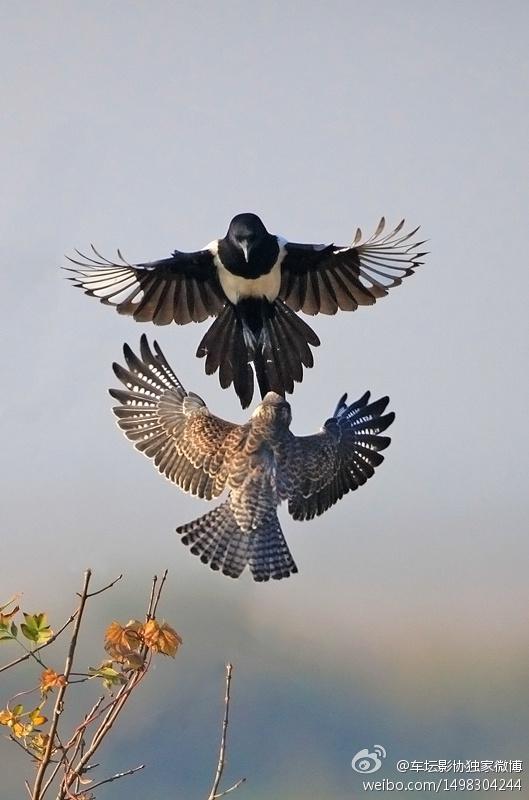 ϲȵ�Ͱ��¶��������̣�����@��̳ӰЭ����΢��