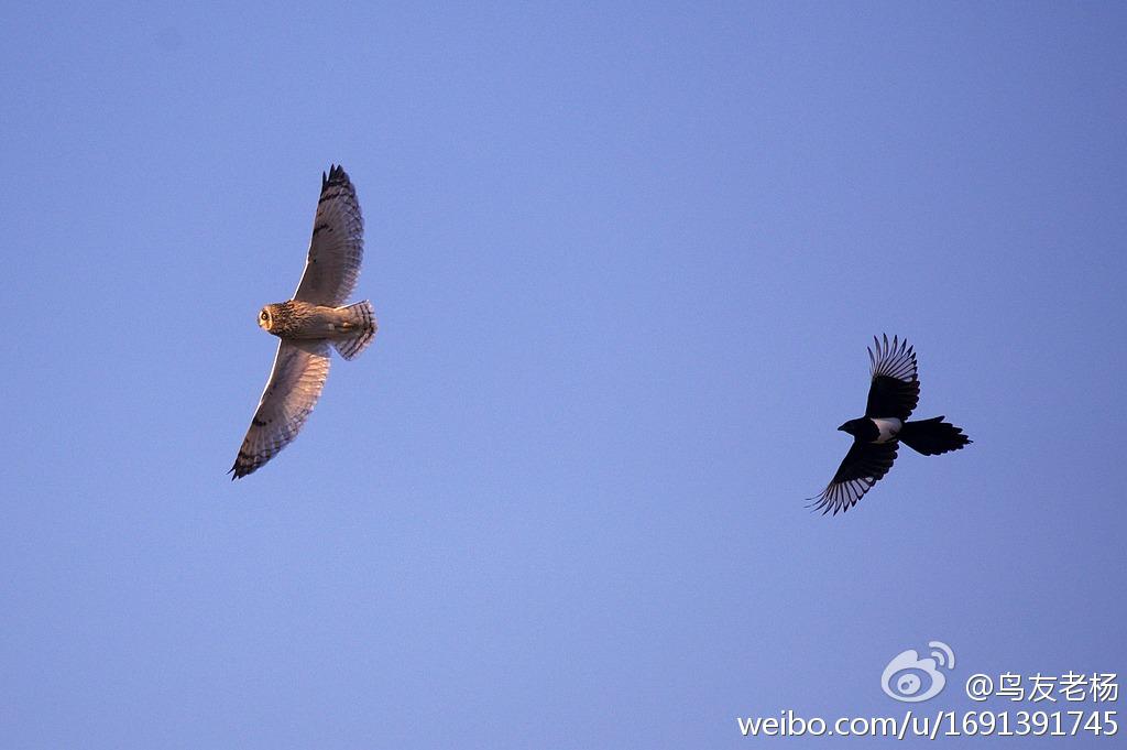 ϲȵ����èͷӥ������@��������