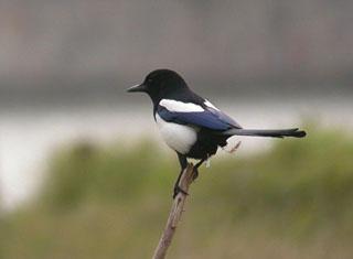 ϲȵ����ӰMr xiachun