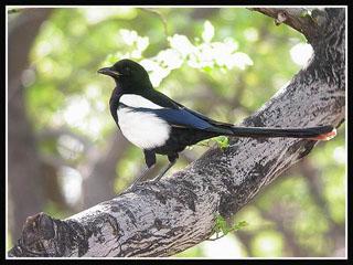 ϲȵ����Ӱ������