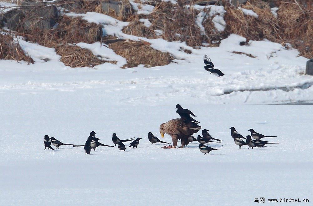 ϲȵ����ѻһ���۸���β������ѻ�����ﵽ������