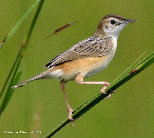 רÉÈβݺ רÉÈβݺµÄͼƬ