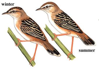 ����βݺ����̬����ͼ