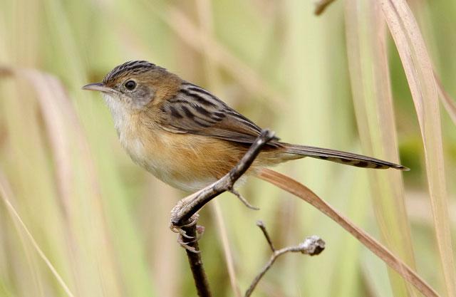 ��ͷ��βݺ�Ƿ�ֳ��ü���뾱����ɫһ��