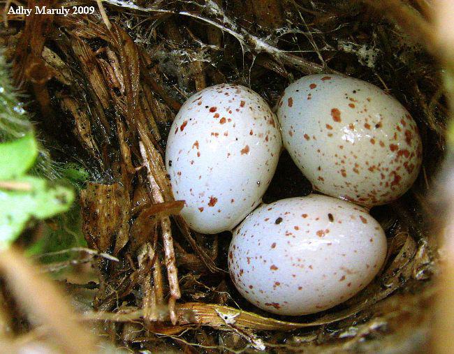 ����βݺ�ĳ�����