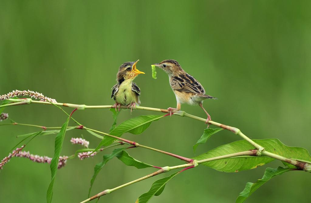 ����βݺ������