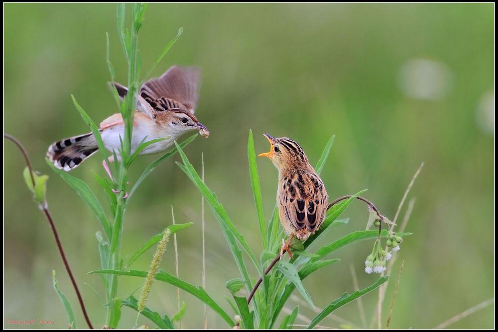 ����βݺ������